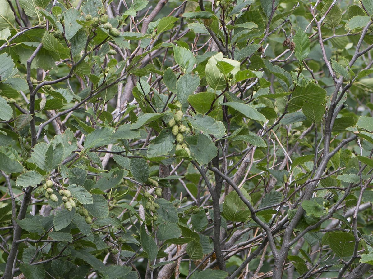 Alnus alnobetula